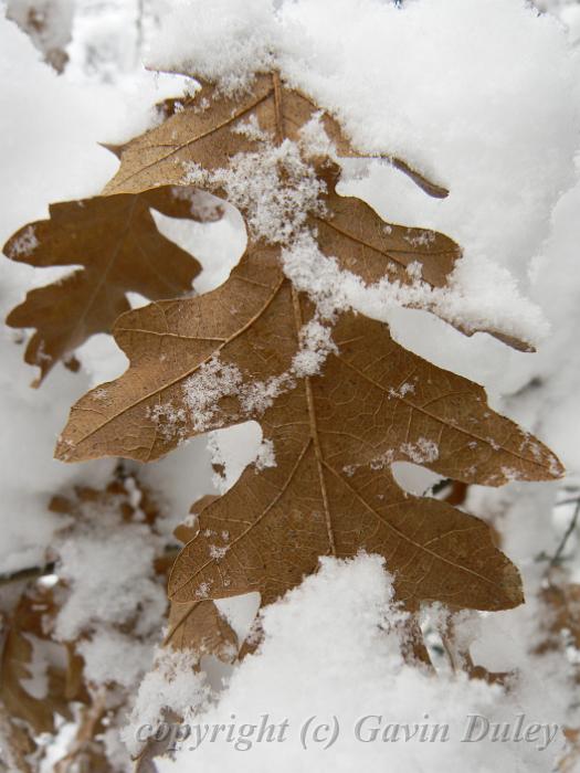 Oak leaves in the snow, Blackheath P1070032.JPG